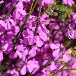 Tetratheca halmaturina 