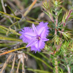 Thysanotus juncifolius 