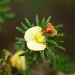 Phyllota pleurandroides