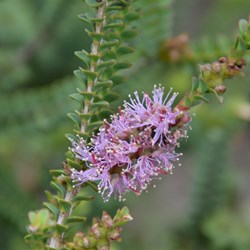 Melaleuca gibbosa 