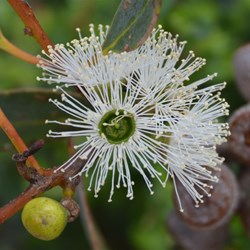 Eucalyptus diversifolia 
