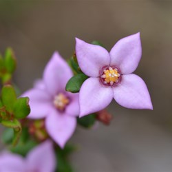 Boronia edwardsii