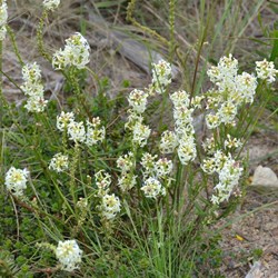 Stackhousia aspericocca