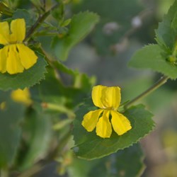 Goodenia ovata