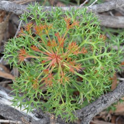 Isopogon ceratophyllus
