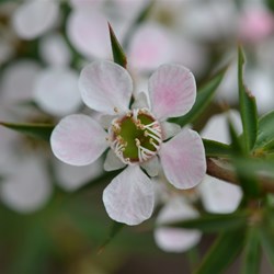Lepidospermum continentale 