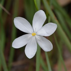 Orthrosanthus multiflorus 