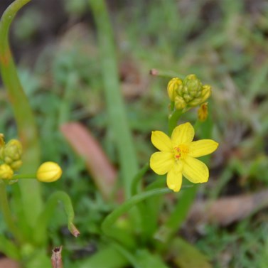 Bulbine semibarbata 