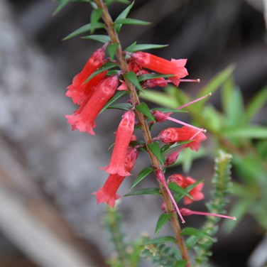 Epacris impessa 