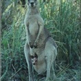 Guaranteed to see scores of roos, joeys and wallabies at your camp