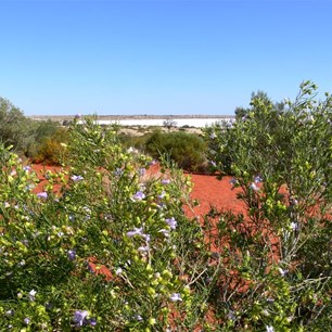 Desert colours at the Mt. Connor viewing area
