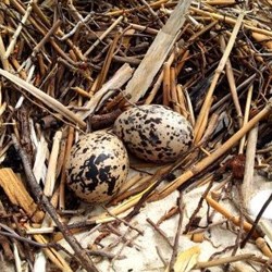 oyster catcher's nest