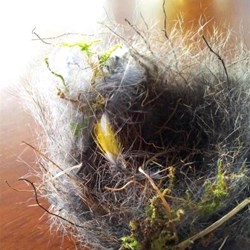 fallen nest in today's blustery weather