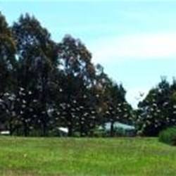 Lapwing Plover Party