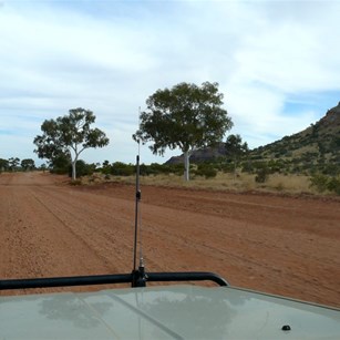 Beautiful ghost gums