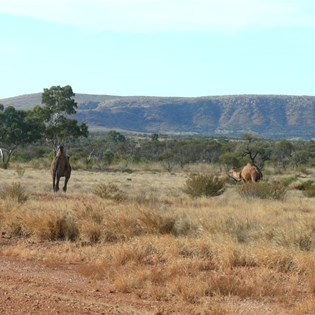 Camels near Warakurna