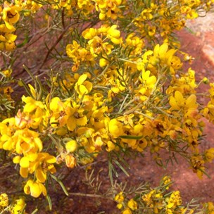 Cassias beside the road