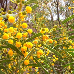 Abundant wattles added colour