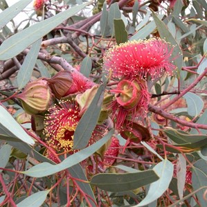 Big pink mallee flowers of E. youngiana