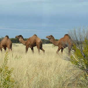 Camels have a fascination despite their status as a feral animal