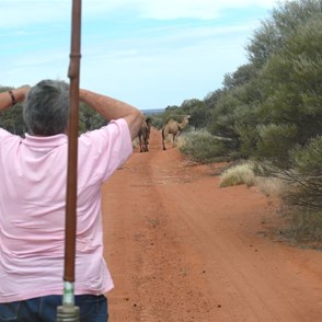 Would-be camel wrangler or just time for lunch?