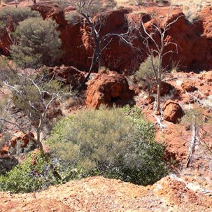 Many fig trees grew in the shelter of tumbled rocks