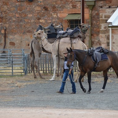 Horses and Camels do not get along with each other
