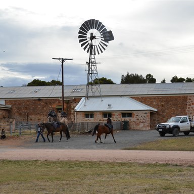 Riders trying to get their horses used to the camels