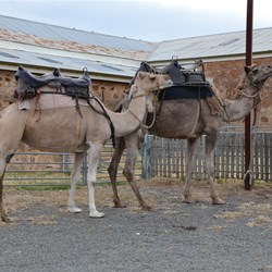 These 2 camels were to be part of the days events