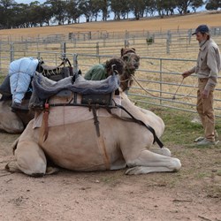 Placing the bodies on the camels for the re enactment