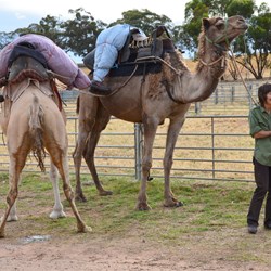 The camels are now ready for the slow trip into Clare