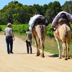 Nearly out to Main North Road