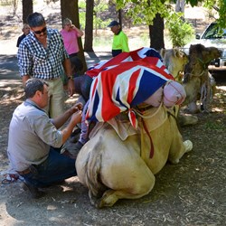 Mark attaching the last flag watched by Gerald Lally