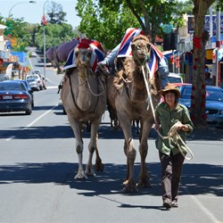 The camels approaching Ennis Park