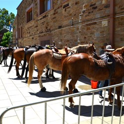 The horses lined up alongside the Old Town Hall 