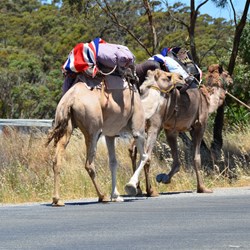 The camels travelling along Main North Road towards Sevenhill