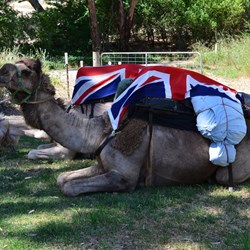 The camels taking it easy in the shade at Horrock's Cottage