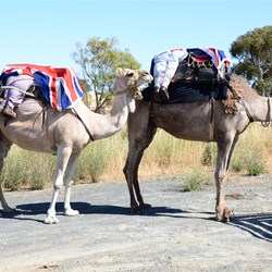 The Camels are ready for the final walk to Rhynie