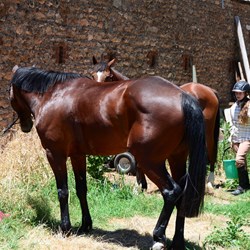 Watering the horses after the ride