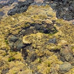 rock pool