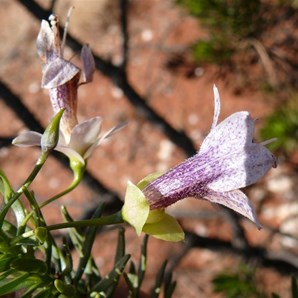 spotted eremophila