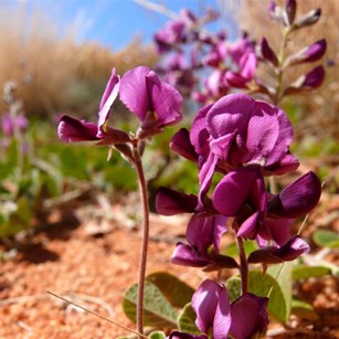 purple peas covered recently burnt ground