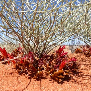 Upside down plant (Leptosema chambersii) is a member of the pea family