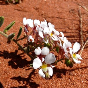 Another fast grower taking advantage of bare ground