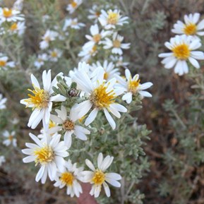 daisy (Olearia?) at Neale Junction
