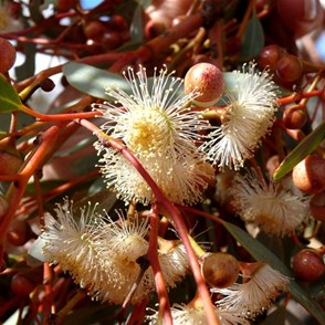 Flowering mallee