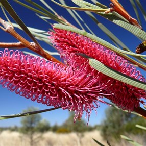 Hakea multilineata