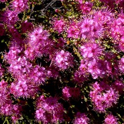 Homalocalyx thryptomenoides