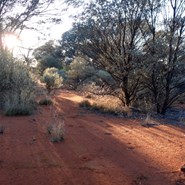 Morning light through mulga at our roadside camp