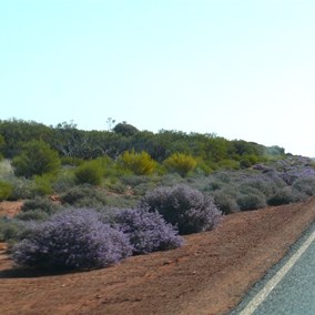 Colourful patches of flowers